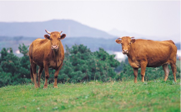 正宗内蒙古牛肉干是什么牛做的？